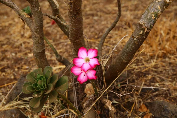 Bela Flor Parque Nacional Tsavo West Quênia — Fotografia de Stock