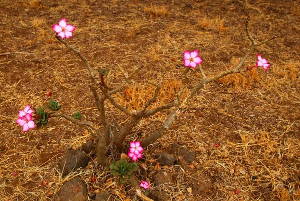 Красивый Цветок Западном Национальном Парке Цаво Кении — стоковое фото