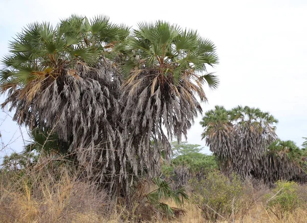 Tsavo West国家公园热带草原植被 — 图库照片