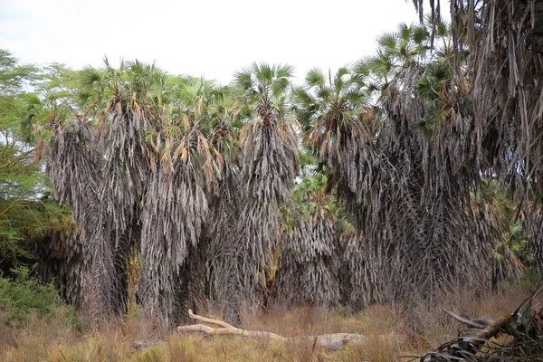 Végétation Savane Dans Parc National Tsavo West — Photo