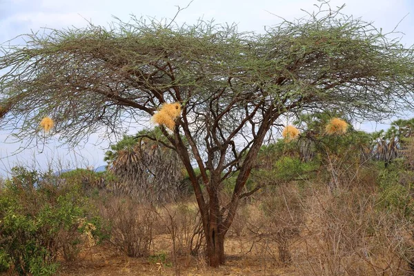 Vegetatie Van Savanne Tsavo West Nationaal Park — Stockfoto