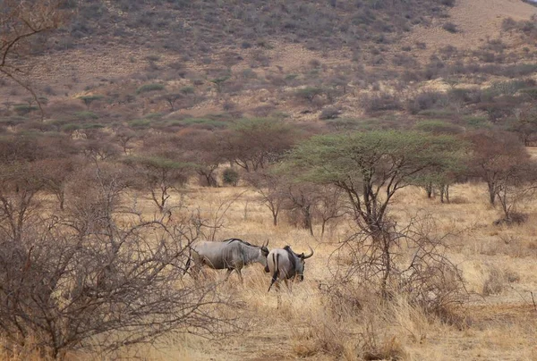 Zwierzęta Tsavo Zachodni Park Narodowy Kenii — Zdjęcie stockowe