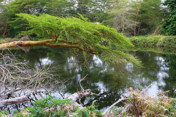 Kenya 'daki Tsavo West Ulusal Parkı' ndaki Mzima Springs 'in yeşil vahası.