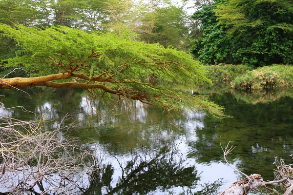 Groene Oase Van Mzima Springs Het Nationale Park Tsavo West — Stockfoto