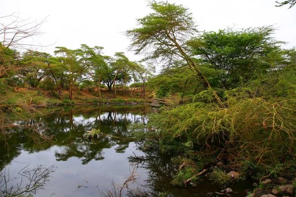 Oasis Hijau Dari Mzima Springs Taman Nasional Tsavo West Kenya — Stok Foto