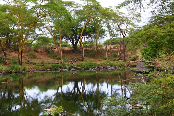 ケニアのTsavo West国立公園のMzima Springsの緑のオアシス — ストック写真