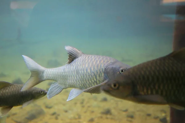 Mzima Springs Teki Balık Kenya Daki Tsavo West Ulusal Parkı — Stok fotoğraf