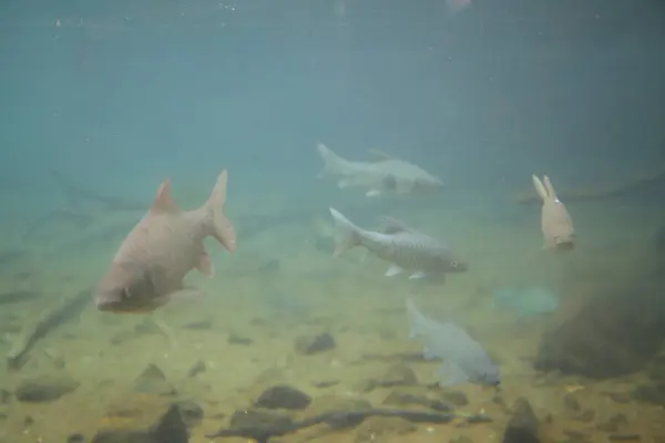 Mzima Springs Teki Balık Kenya Daki Tsavo West Ulusal Parkı — Stok fotoğraf