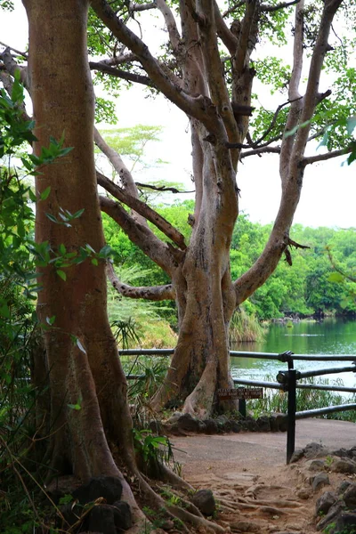 Mzima Springs Het Nationaal Park Tsavo West Kenia — Stockfoto