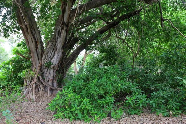 Mzima Springs Yang Indah Taman Nasional Tsavo Barat Kenya — Stok Foto