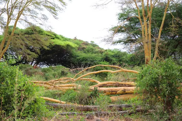 Hermoso Mzima Springs Parque Nacional Tsavo West Kenia — Foto de Stock