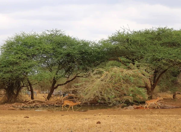 从非洲稀树草原的水坑饮水的动物 — 图库照片