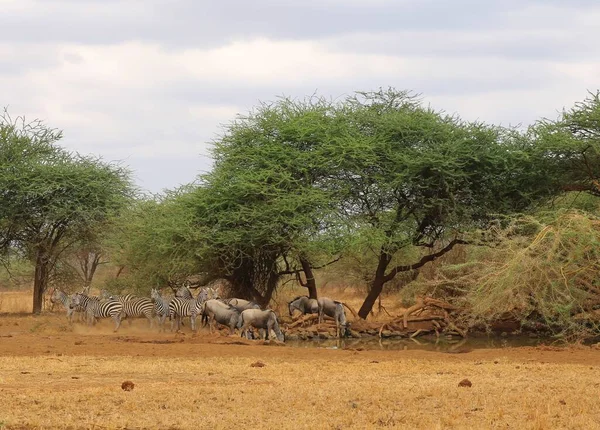 从非洲稀树草原的水坑饮水的动物 — 图库照片