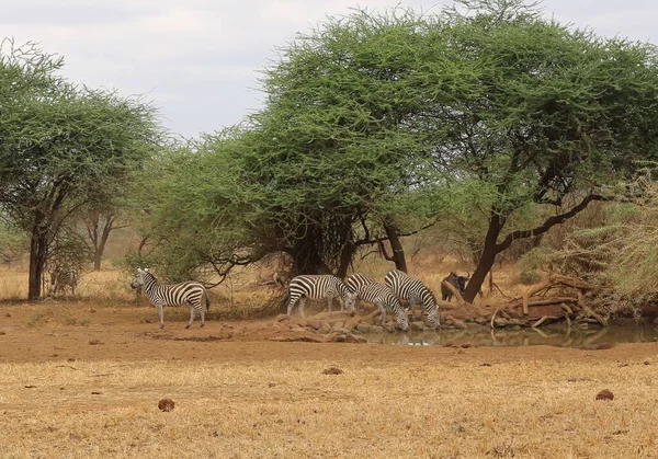 Animali Che Bevono Acqua Dalla Pozza Acqua Nella Savana Africa — Foto Stock