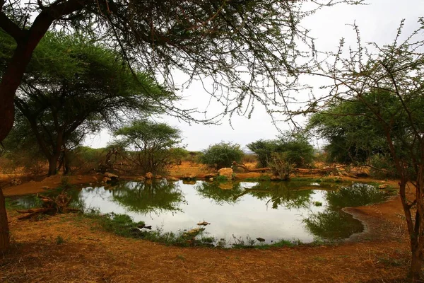 肯尼亚热带草原的一个天然水坑 — 图库照片