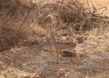 Kenya 'daki Tsavo Batı Ulusal Parkı' nda Hayvanlar