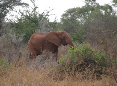 Kenya 'daki Tsavo West' in kırmızı filleri.
