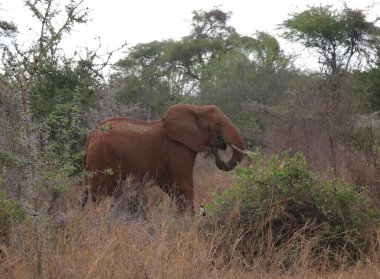 Kenya 'daki Tsavo West' in kırmızı filleri.