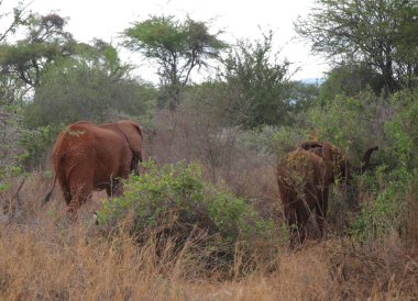 Kenya 'daki Tsavo West' in kırmızı filleri.