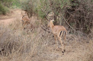 Kenya 'daki Tsavo Batı Ulusal Parkı' nda Hayvanlar