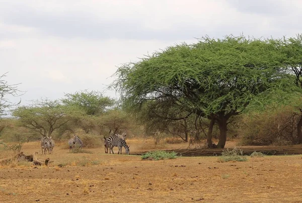 Animali Che Bevono Acqua Dalla Pozza Acqua Nella Savana Africa — Foto Stock