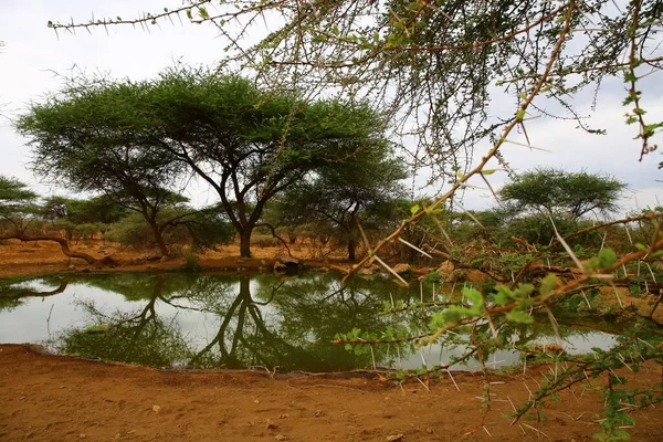 Ένας Φυσικός Νερόλακκος Στη Σαβάνα Της Κένυας — Φωτογραφία Αρχείου
