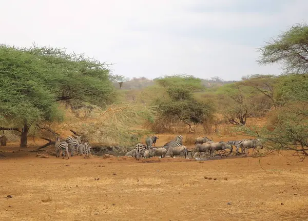 Зебры Гну Пьют Воду Водопоя Кении — стоковое фото