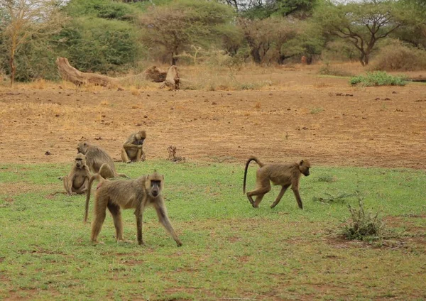 Animali Nel Parco Nazionale Tsavo West Kenya — Foto Stock