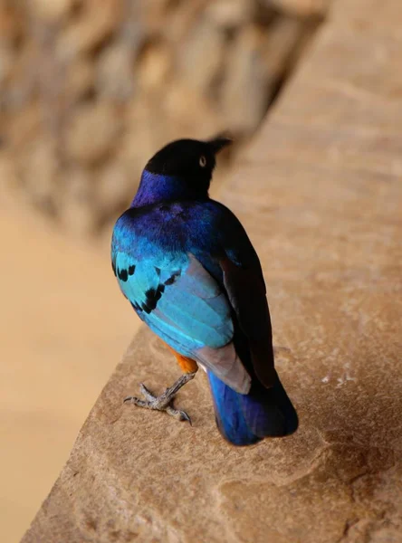 Lindo Estorninho Azul Quênia — Fotografia de Stock