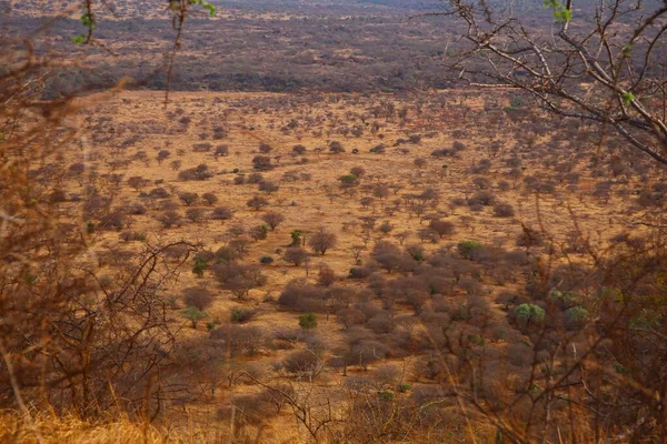 Uitzicht Savanne Bij Schemering Kenia — Stockfoto