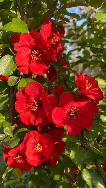 Den Scharlakansröda Japanska Kvitten Blommar Våren — Stockfoto