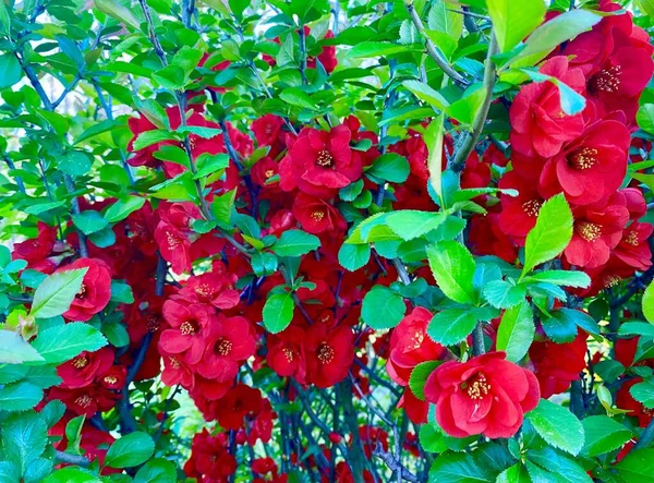 Den Scharlakansröda Japanska Kvitten Blommar Våren — Stockfoto