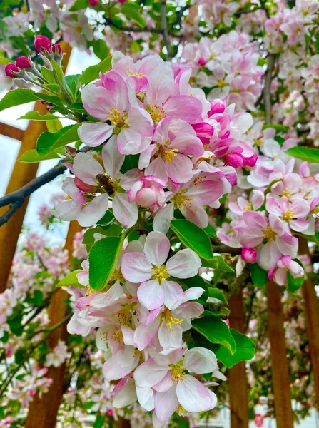 Szczypta Kwiat Jabłoni Wiosną — Zdjęcie stockowe