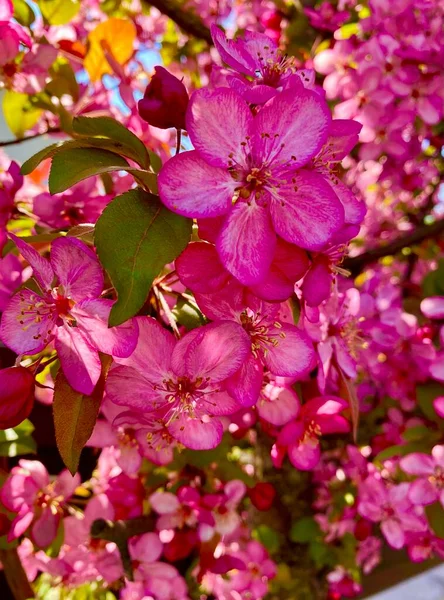 Rosa Blommor Blom Våren — Stockfoto