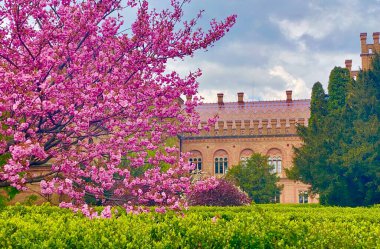 Ukrayna 'daki Chernivtsi Üniversitesi' nde çiçek açan sakura.