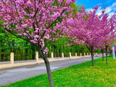Ukrayna 'nın Chernivtsi şehrinde çiçek açan güzel sakura.