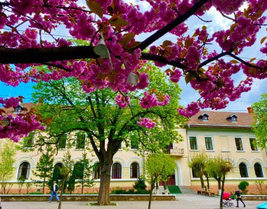 Ukrayna 'nın Chernivtsi şehrinde çiçek açan güzel sakura.