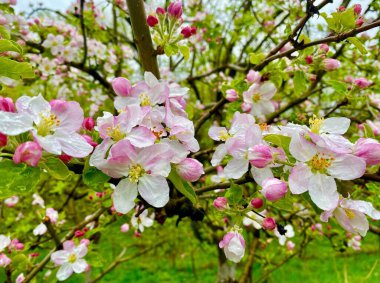 Çiçek açmış güzel pembe elma ağaçları.