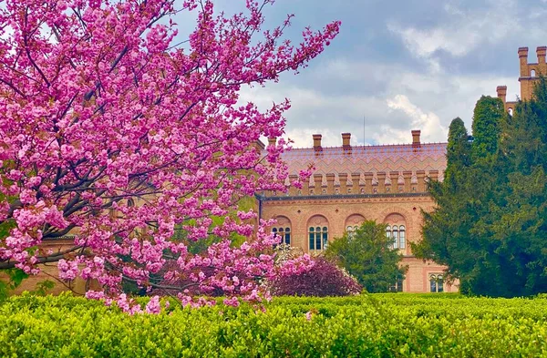 Ukrayna 'daki Chernivtsi Üniversitesi' nde çiçek açan sakura.