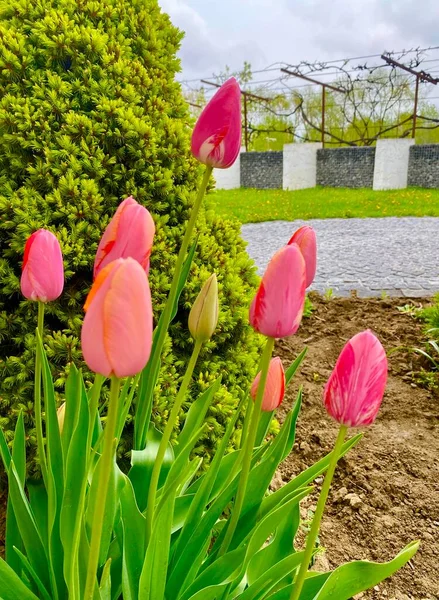 Rózsaszín Tulipán Virágok Virágzik Ukrajnában — Stock Fotó