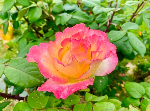 Прекрасні Квітки Троянд Вероні — стокове фото