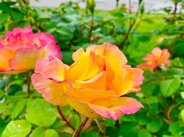 Lindas Flores Rosa Verona — Fotografia de Stock