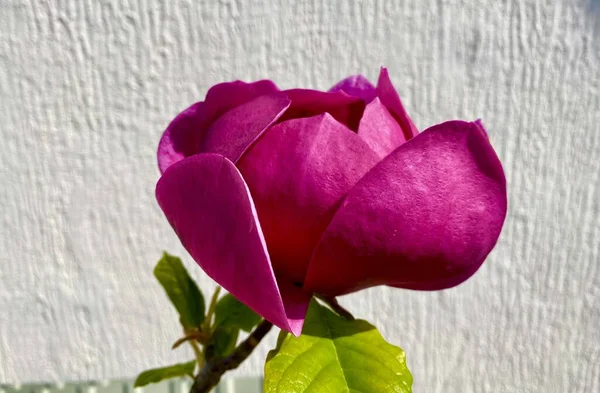 Рожевий Бутон Магнолії Цвітіння Саду — стокове фото