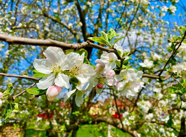 Цвітіння Яблуні Навесні Саду — стокове фото