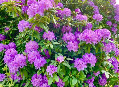 İlkbaharda açan güzel rhododendronlar