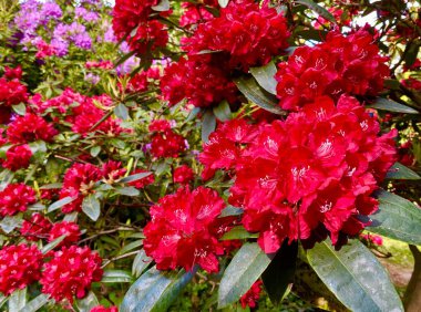 İlkbaharda açan güzel rhododendronlar