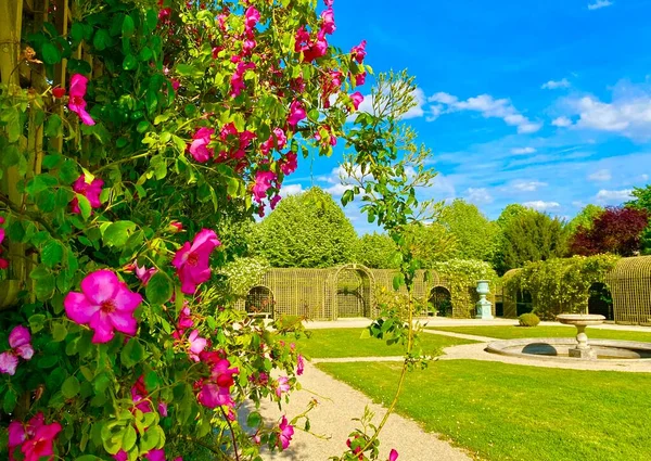 Hermoso Jardín Rosas Las Afueras París — Foto de Stock
