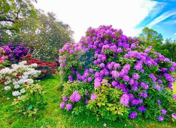 Beautiful Rhododendrons Blooming Spring — Stock Photo, Image