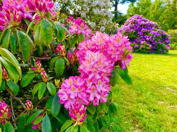 Piękne Rododendrony Kwitną Wiosną — Zdjęcie stockowe