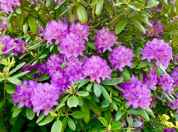 İlkbaharda açan güzel rhododendronlar